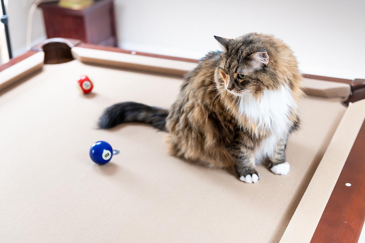 Curious maine coon cat sitting on top of billiard, pool table, game of snooker, blue ball, balls in living room of home, house, apartment, looking